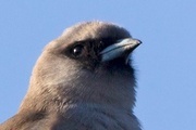 Black-faced Woodswallow (Artamus cinereus)